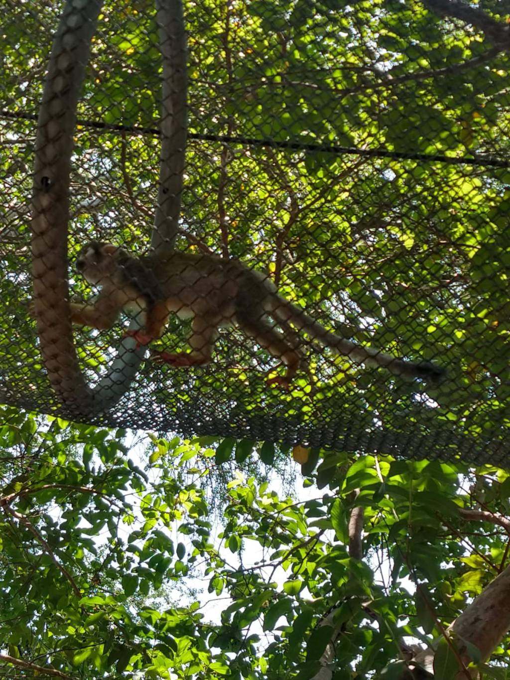 ¡El Zoológico Guadalajara cumple 37 años y la fiesta es con entradas a&nbsp;$1!